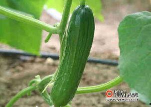 刺瓜黄瓜怎么吃,刺瓜黄瓜的多彩食法探索