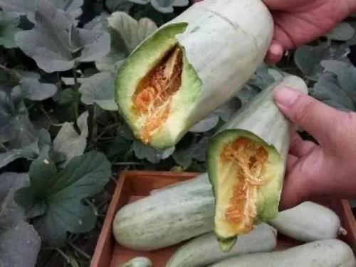 孕妇吃哪三瓜,孕期营养好选择