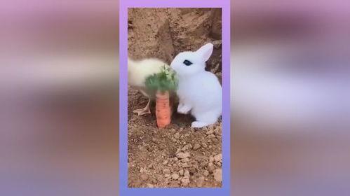 兔子吃瓜叶子吗,它们真的会吃瓜叶子吗？