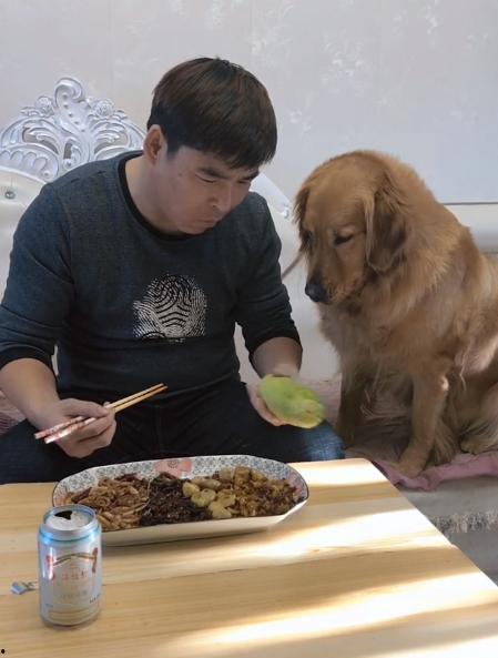 金毛吃瓜趣事,瓜田里的欢乐时光