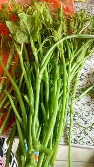 洋瓜尖吃哪里,揭秘最佳食用部位