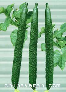 中老年吃瓜,品味生活，共享欢乐时光