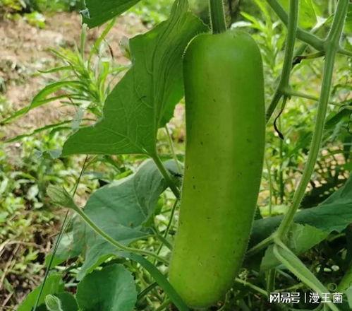 晚上吃瓜照片,揭秘神秘晚宴背后的故事