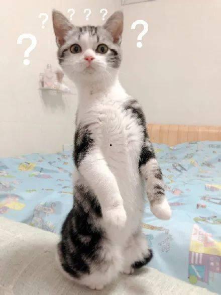 猫在宿舍吃瓜,瓜香四溢的温馨时光