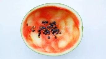 抱着瓜碗吃西瓜,别样风味，西瓜新吃法