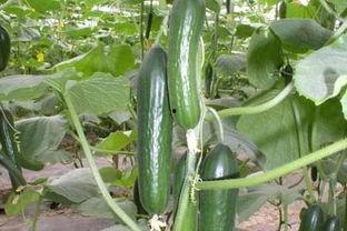 雄瓜怎么吃才好,这样吃最过瘾