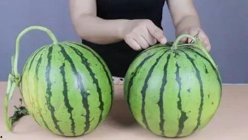 吃瓜不甜西瓜视频,趣味科普背后的甜蜜真相