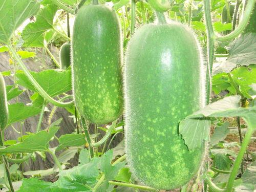 威职吃瓜事件,揭秘校园网络暴力的阴影面