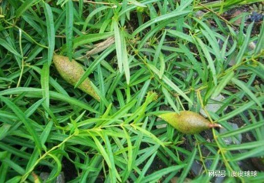 野生地梢瓜怎么吃,野生地梢瓜的多样食法探索