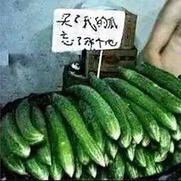 吃瓜忘了种瓜人