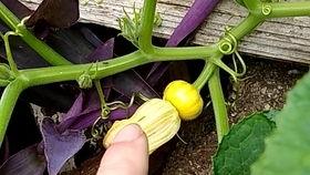 线瓜花可以吃,线瓜花的美味之旅