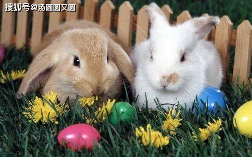 兔子吃葵瓜吗,探究兔子的饮食习惯与葵瓜的适宜性