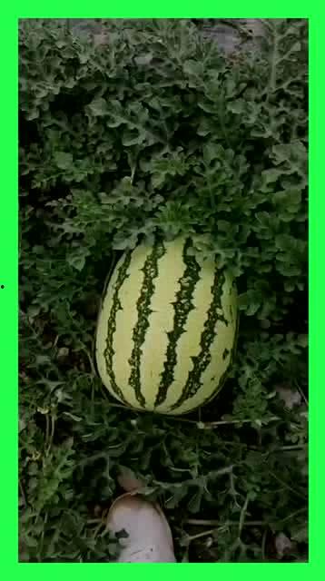 影视吃瓜基地,揭秘娱乐圈幕后风云