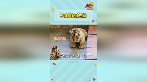 虎虎吃瓜,揭秘娱乐圈的幕后故事