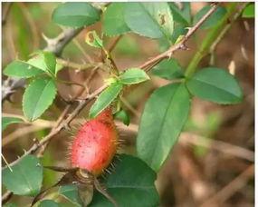 炮子吃瓜,揭秘娱乐圈背后的秘密与八卦