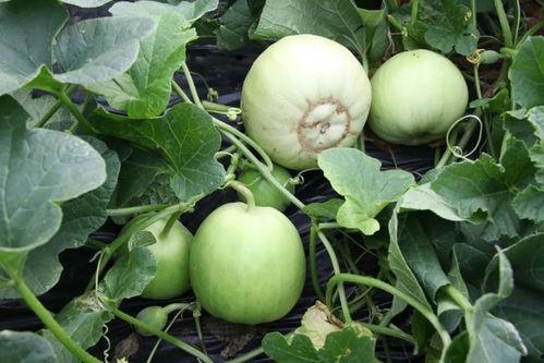 佛山最甜的吃瓜,探寻最甜的本地美味