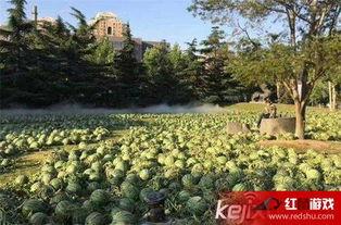 吃瓜美术学院,艺术与生活的跨界碰撞