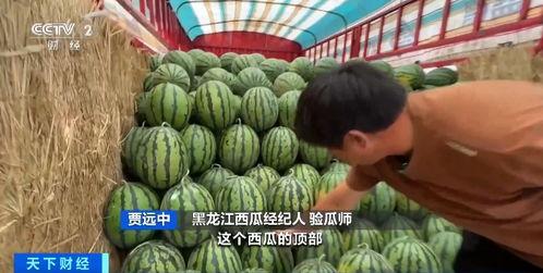 自由吃瓜人才基地,网络舆论场中的新势力崛起