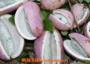 八月瓜的仔咋吃啊,八月瓜仔的多样食用方法探索