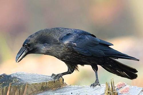 乌鸦吃瓜软件,揭秘网络舆论背后的秘密