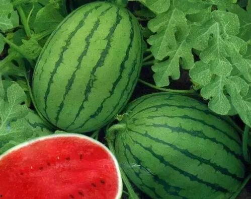 带你吃瓜白西瓜,带你领略“带你吃瓜白西瓜”的独特魅力