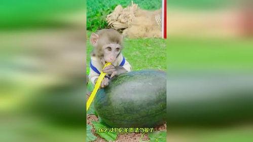 猴哥吃瓜群,揭秘娱乐圈幕后风云