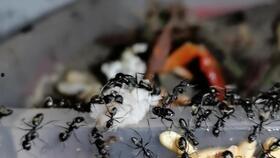 蚂蚁吃哈密瓜,揭秘哈密瓜的秘密盛宴