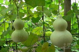 运动完吃葫芦瓜,营养美味两不误