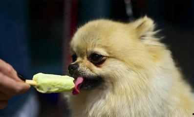 狗狗可以吃冰淇淋瓜吗,宠物饮食小贴士