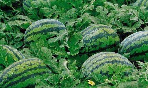 吃瓜群众西瓜产量